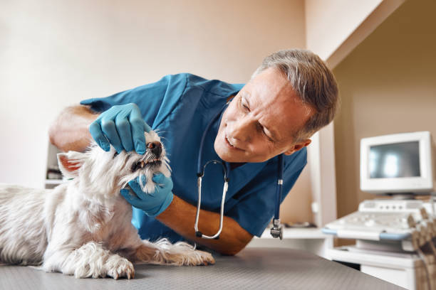 Best Emergency Denture Repair in Honeoye Falls, NY